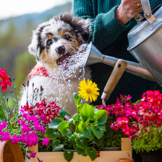 What's a Garden Dibble?