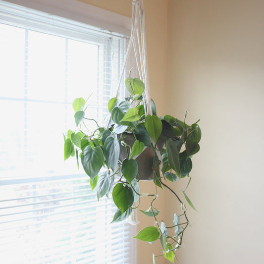 Macrame Boho Plant Hanger - Fancy - Made in the USA