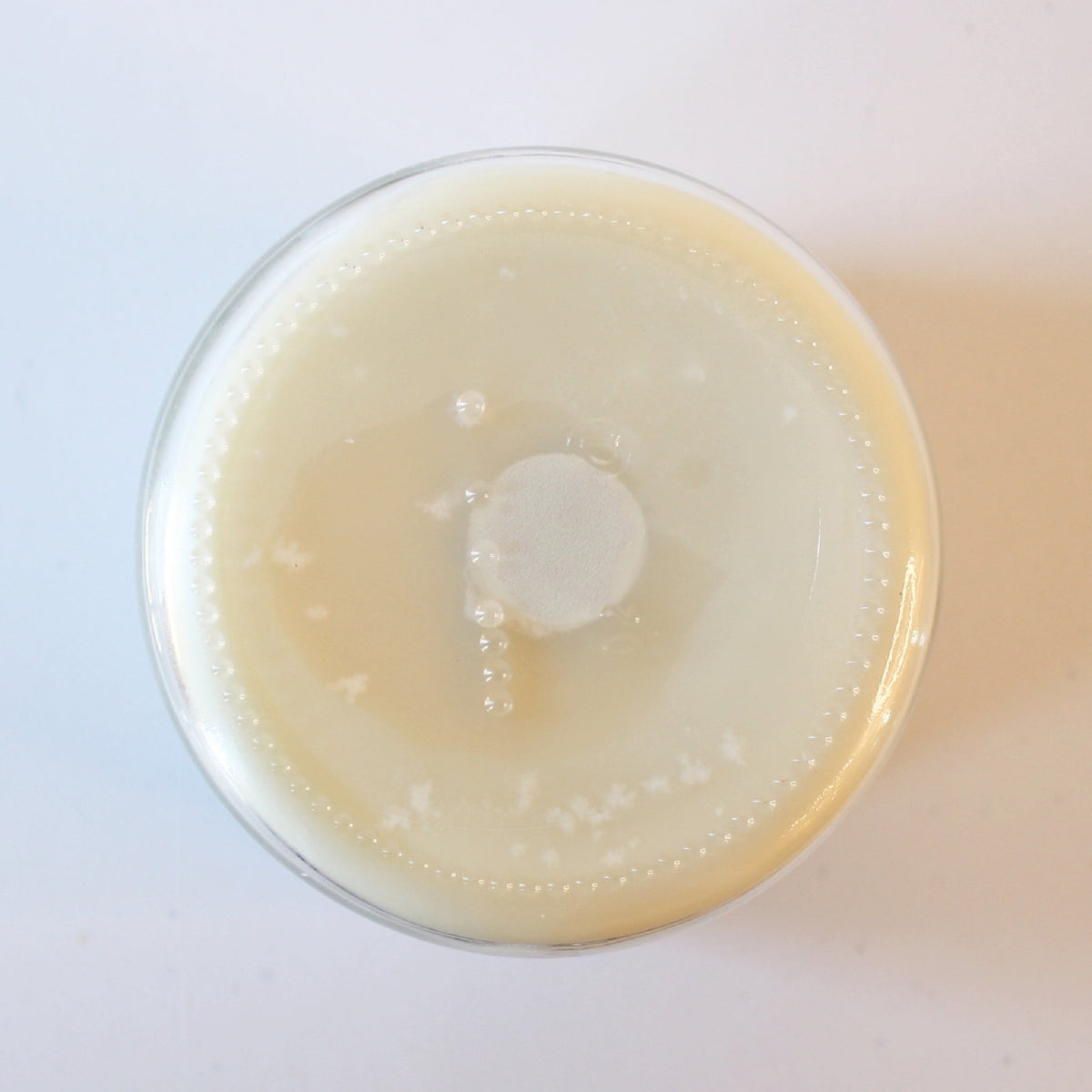 Tallow and Beeswax Candle - Lavender - Made in the USA